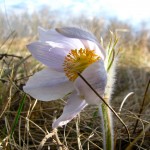 Native Crocus
