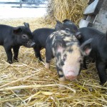 Piglets venturing our for the first time