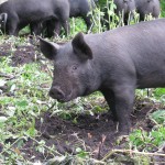 Happy Pig